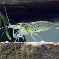 krevetka amano